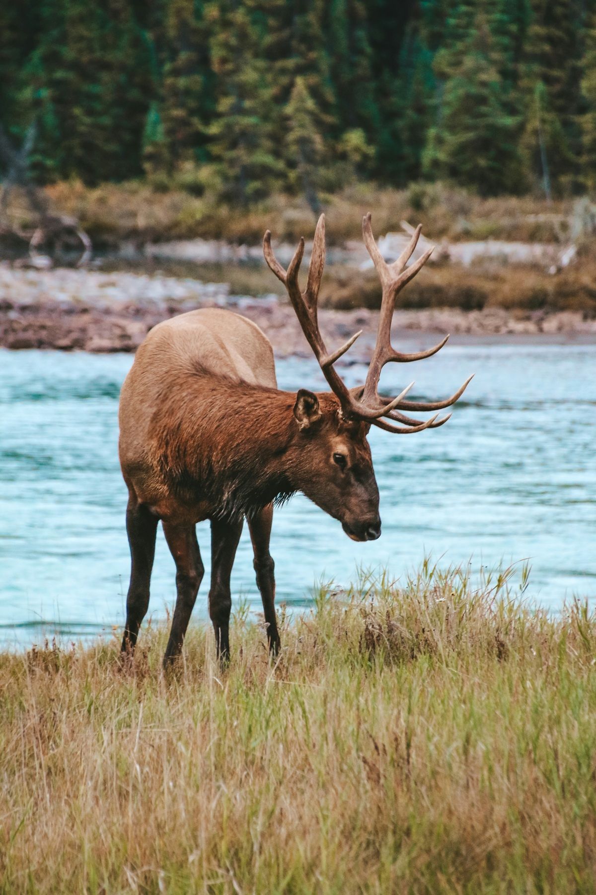Een Elk staat op de grasrijke oever van de North Thompson River nabij Valemount, met een bos op de achtergrond.