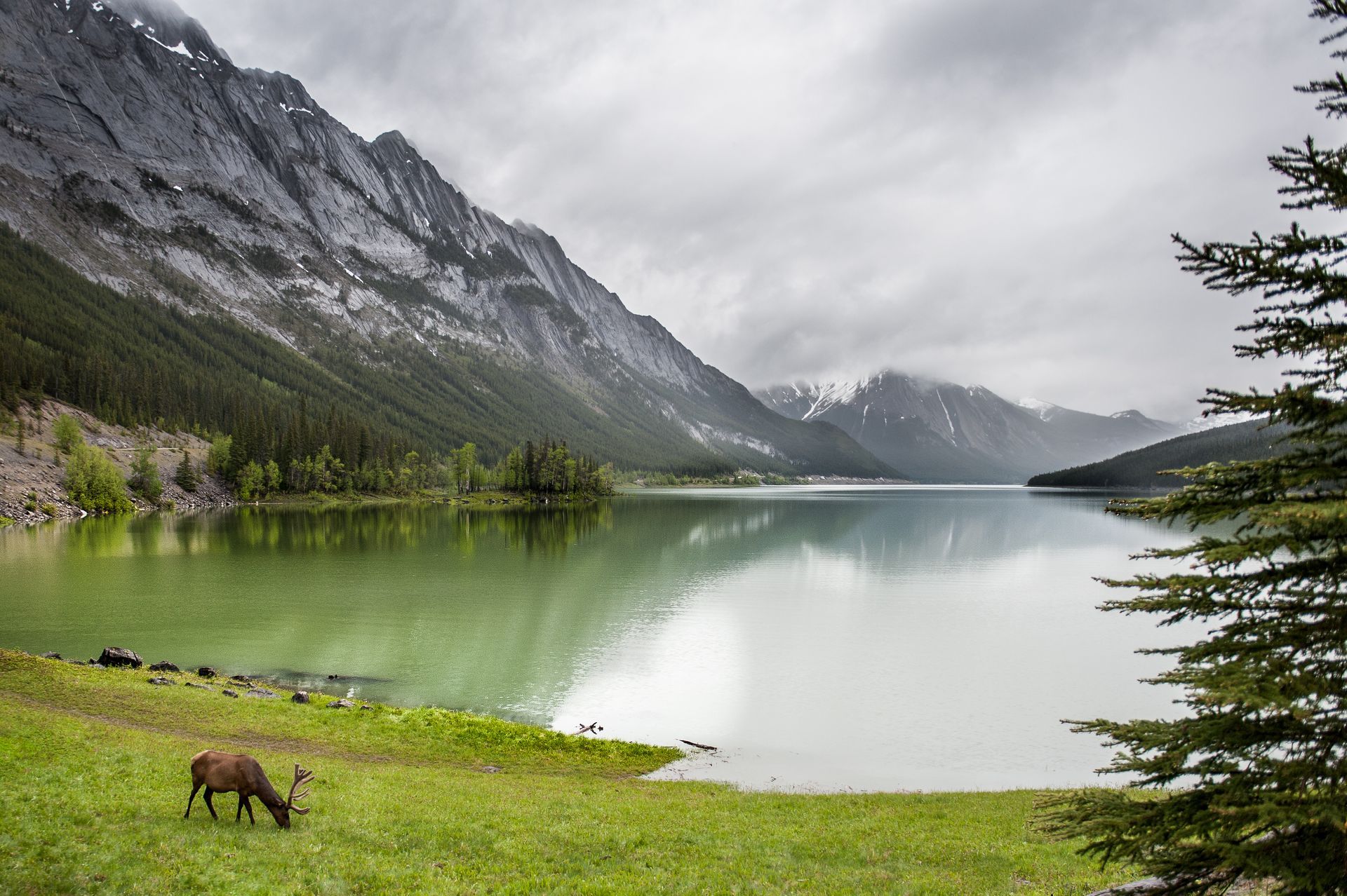 Medicine Lake in Jasper National Park onder rotsachtige pieken, met een grazend hert op de groene voorgrond.