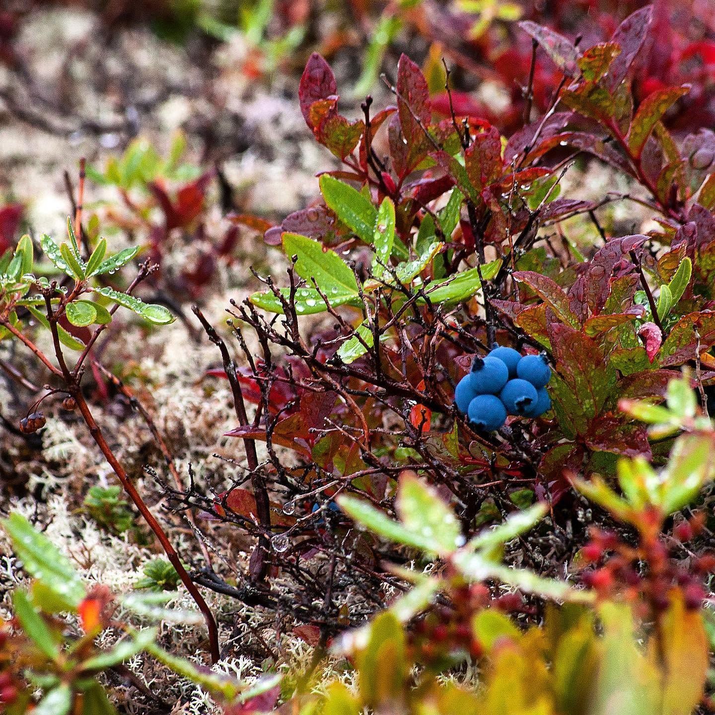Blauwe bessen tussen rode en groene toendraplanten en mos.