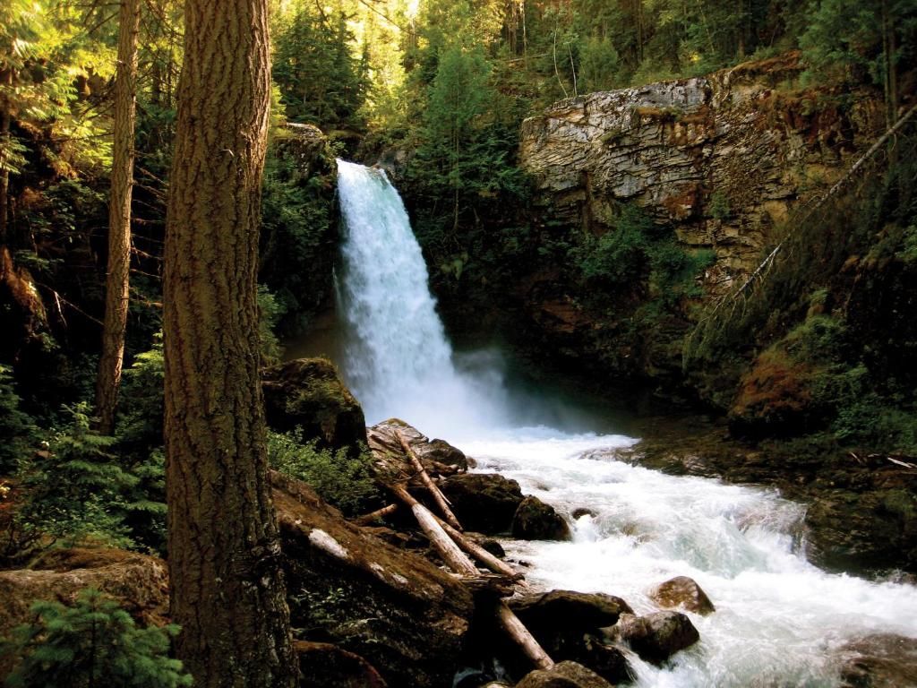 Een waterval die neerstort in een rotsachtige bosbeek, omgeven door hoge bomen en met mos begroeide kliffen.