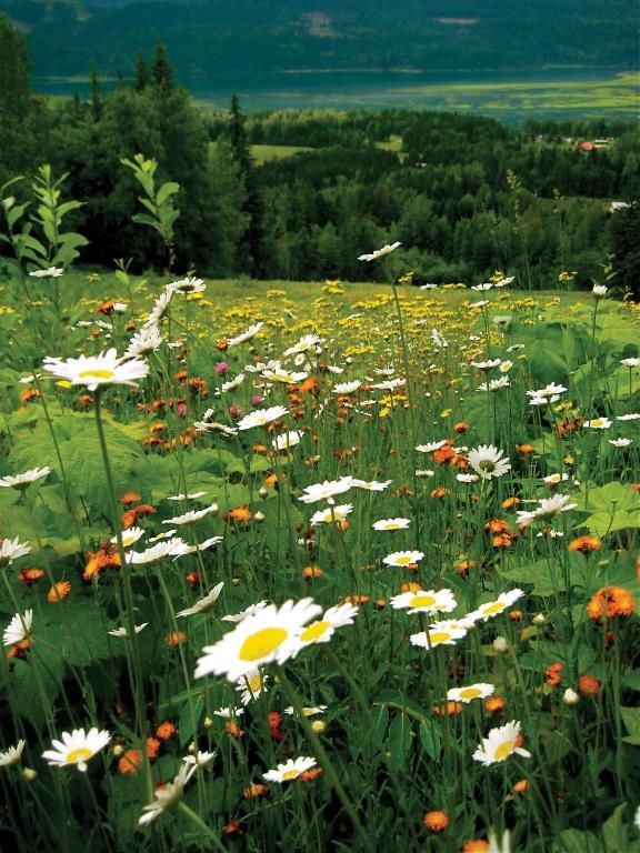 Een weide vol wilde bloemen met witte madeliefjes en oranje bloesems, met uitzicht op een groene bosvallei.