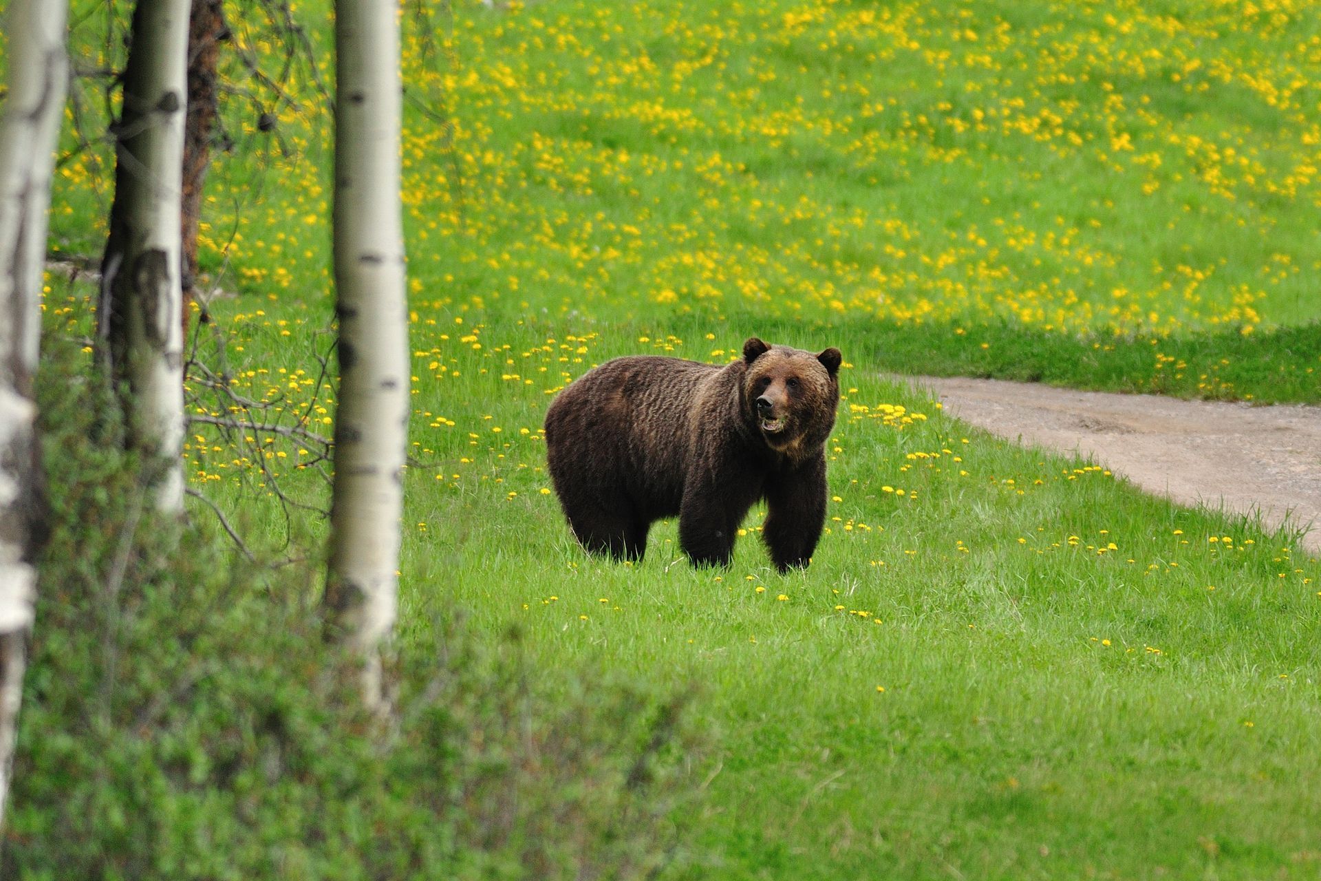 Grizzly beer staat in een groene weide bij bomen en een verhard pad in Banff National  Park.