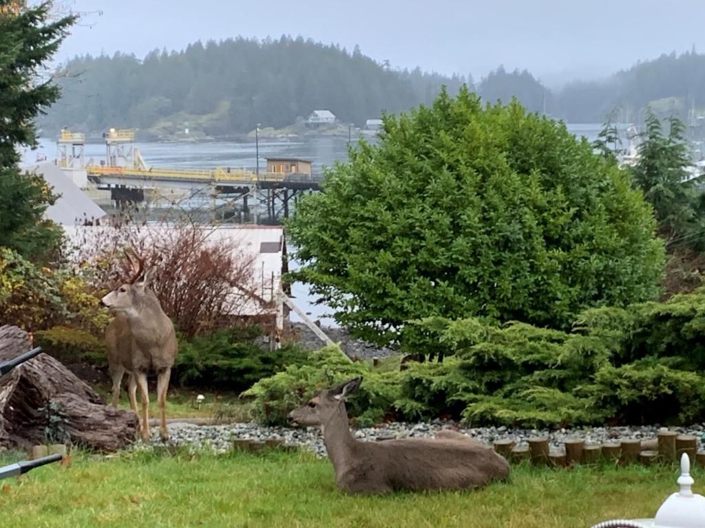 Herten liggen in een mistige tuin met uitzicht op een haven en een beboste kustlijn.