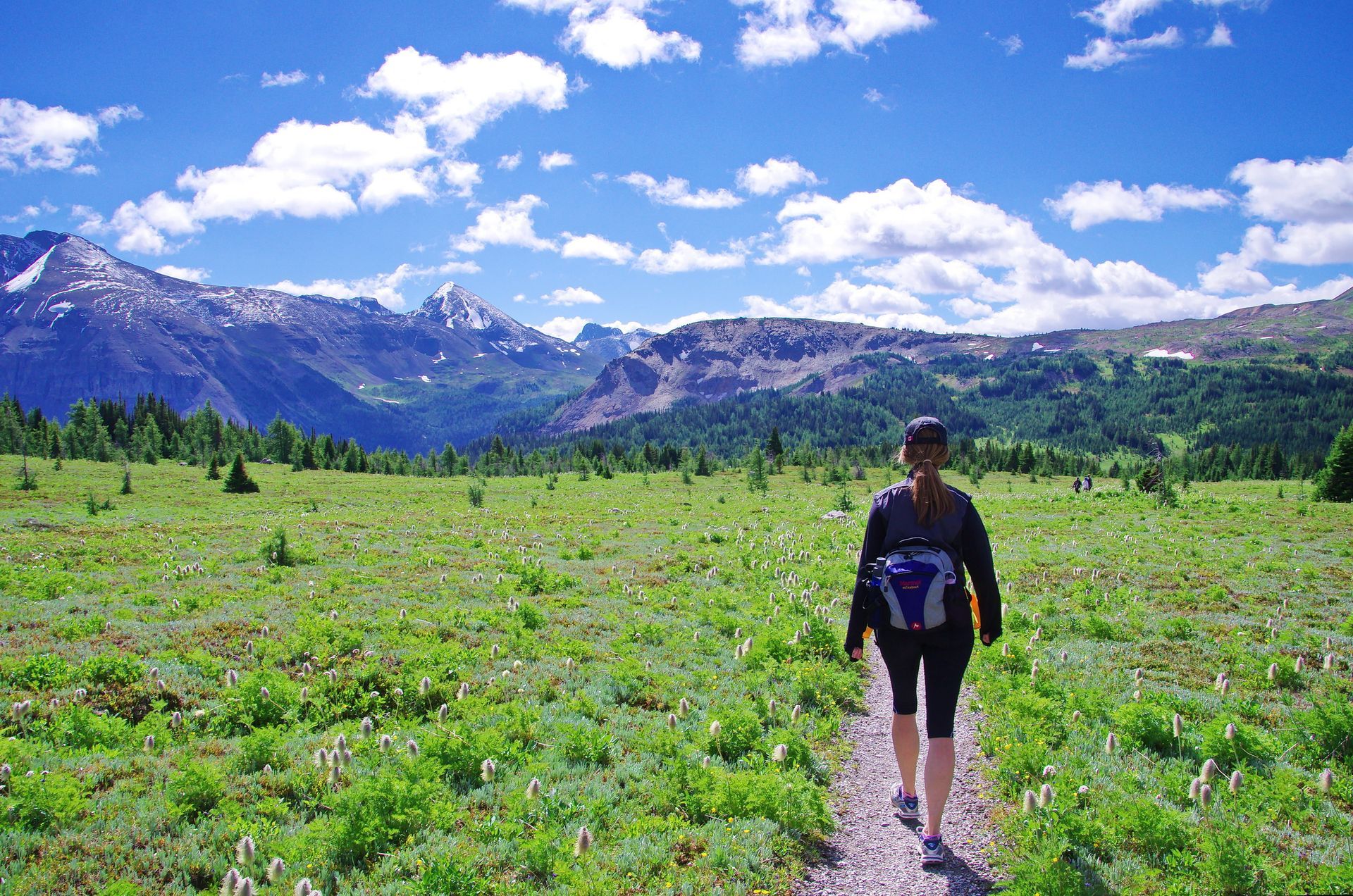 Wandelaar op een pad door de groene weide van Sunshine Meadows in Banff National  Park met bergen en een blauwe lucht op de achtergrond.