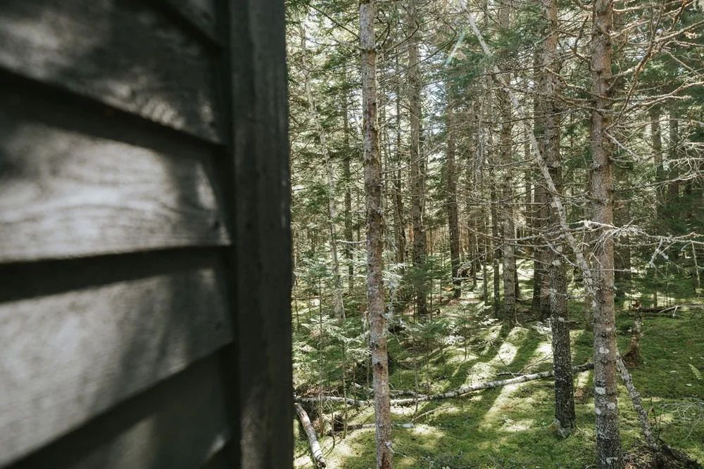 De wand van een houten hut staat naast een zonovergoten bos met hoge bomen en een groene moslaag.