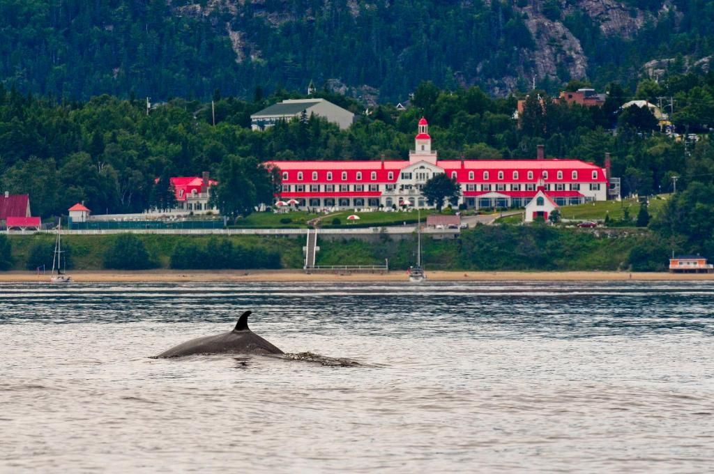 Een dolfijn komt boven water in kalm water, met op de achtergrond een gebouw van Hotel Tadoussac met een rood dak en een beboste heuvel.