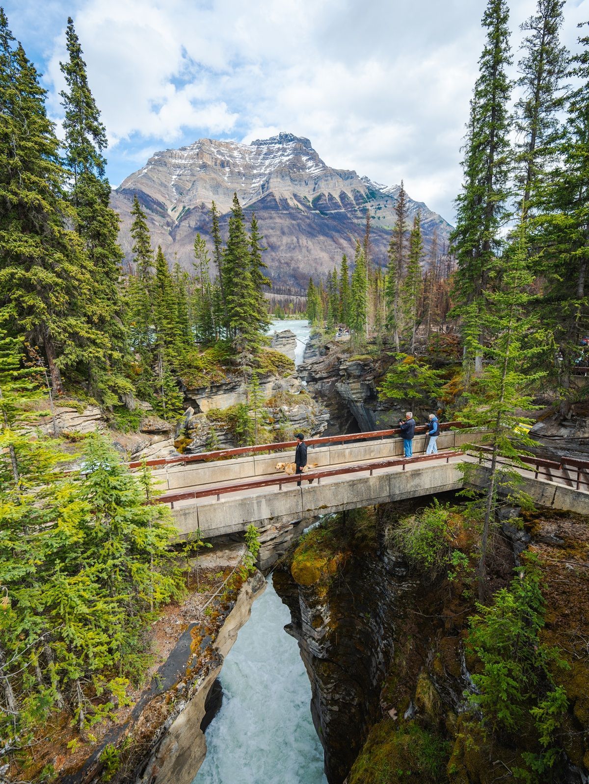 Mensen steken een brug over over de Athabasca Falls aan de Icefields Parkway in een dennenbos onder een rotsachtige bergtop.