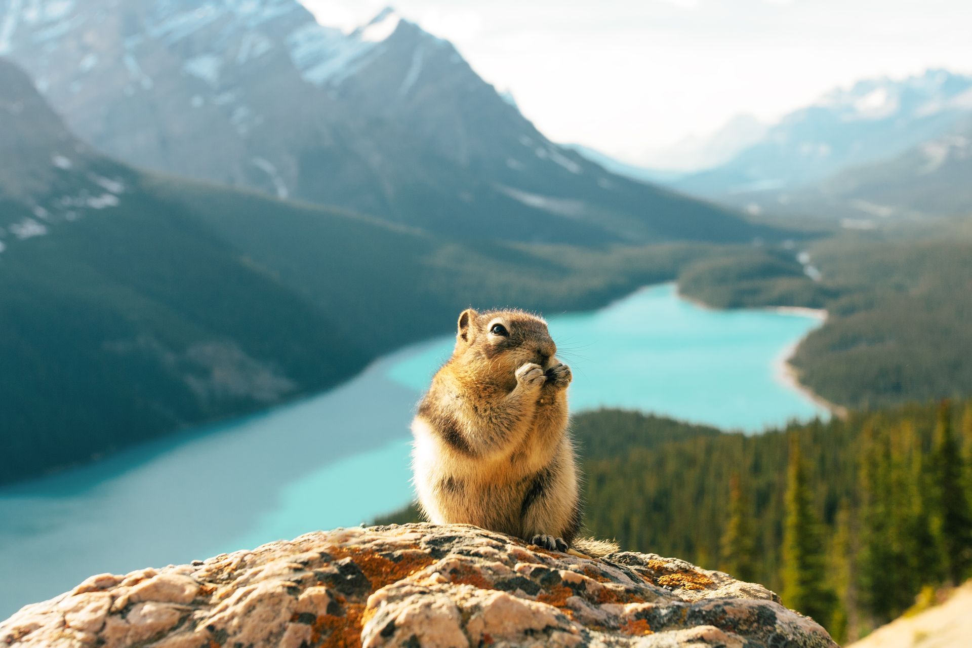 Grondeekhoorn op een rotsrichel met uitzicht op Peyton Lake langs de Icefields Parkway en een beboste vallei.