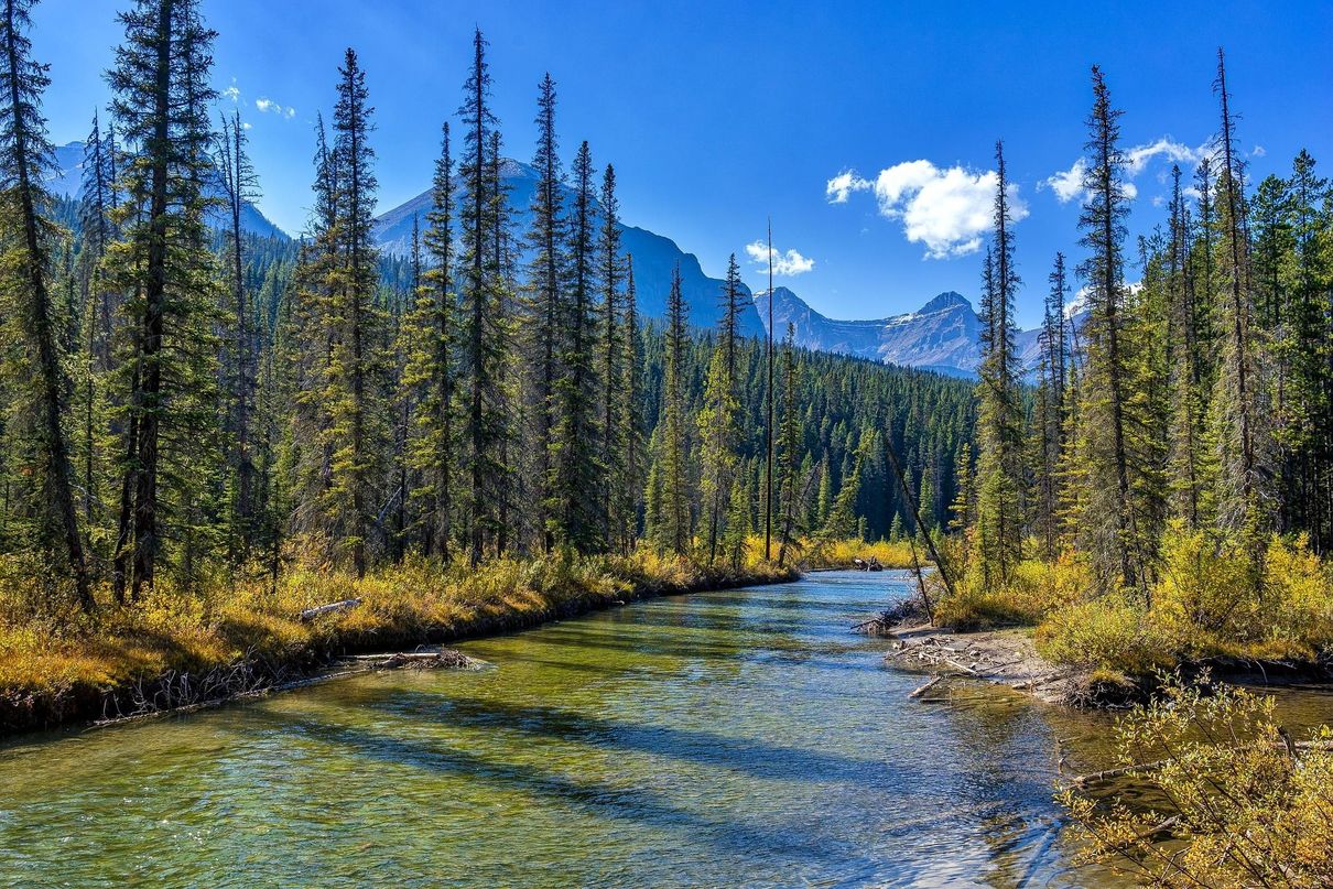 Prachtige rivier in West Canada Een heldere bergrivier stroomt door een dennenbos onder een stralend blauwe hemel, met besneeuwde bergtoppen in de verte.