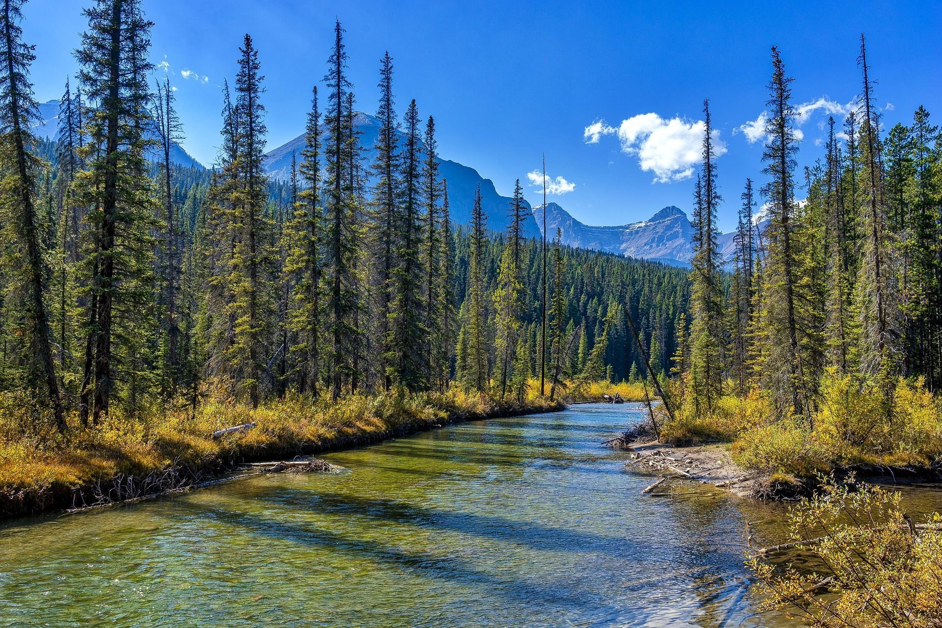 Prachtige rivier in Canada Clear river flows through a forest with tall, thin trees. Mountains are visible in the background under a blue sky.