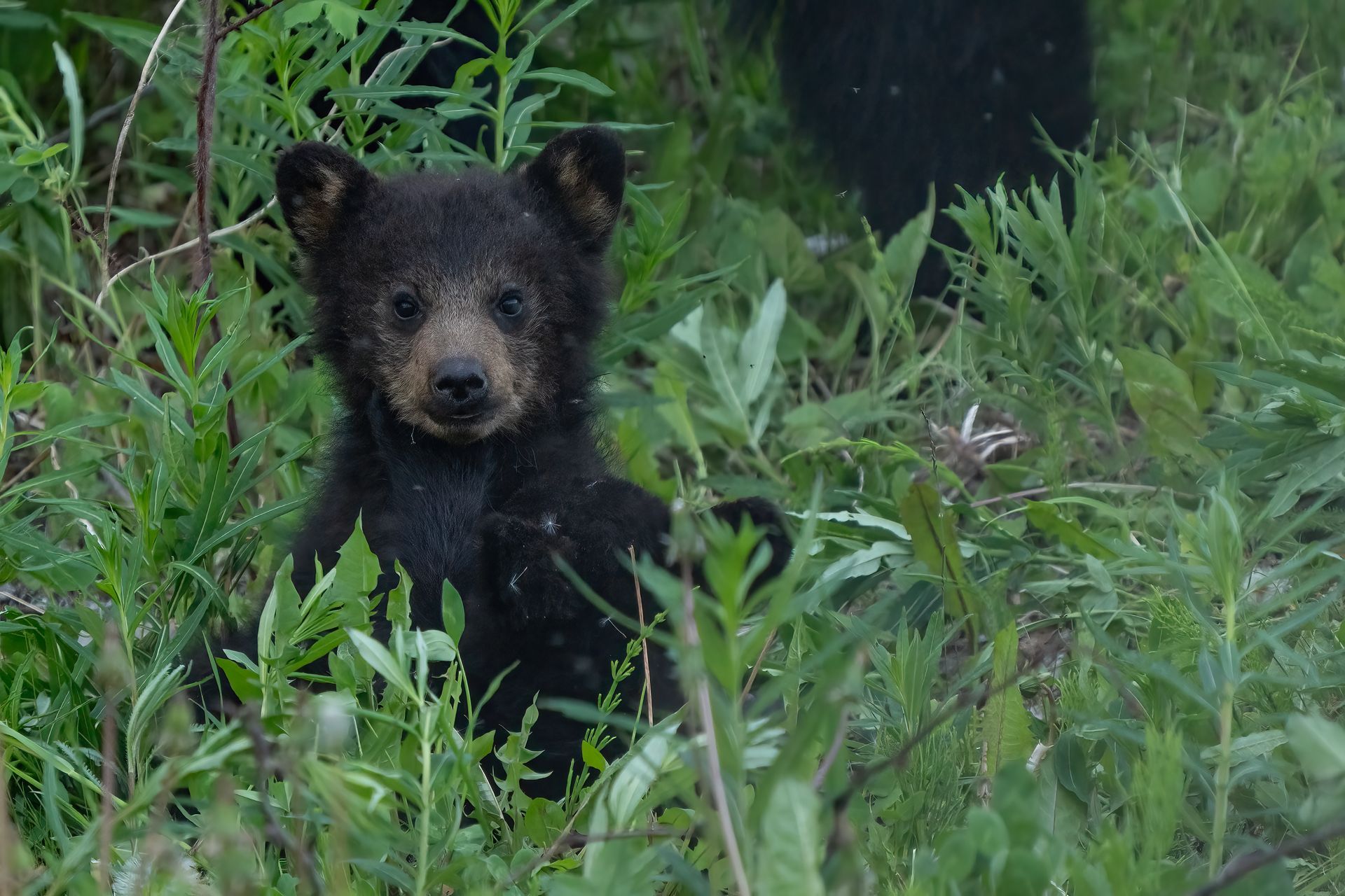 Kleine zwarte berenwelp in Yukon die in hoog groen gras staat en naar de camera kijkt.