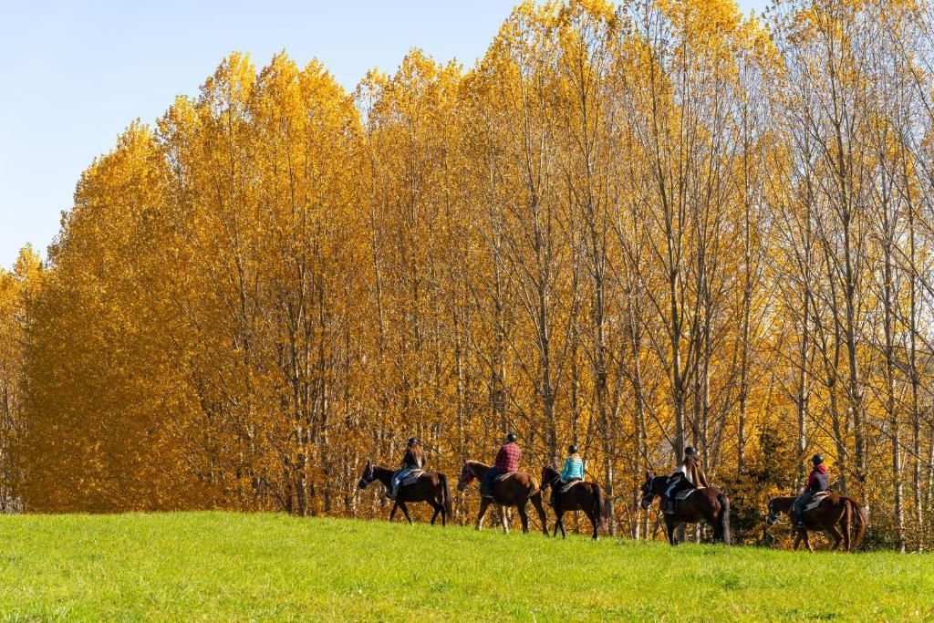 Mensen te paard over een groen veld langs een rij hoge, goudgele herfstbomen.