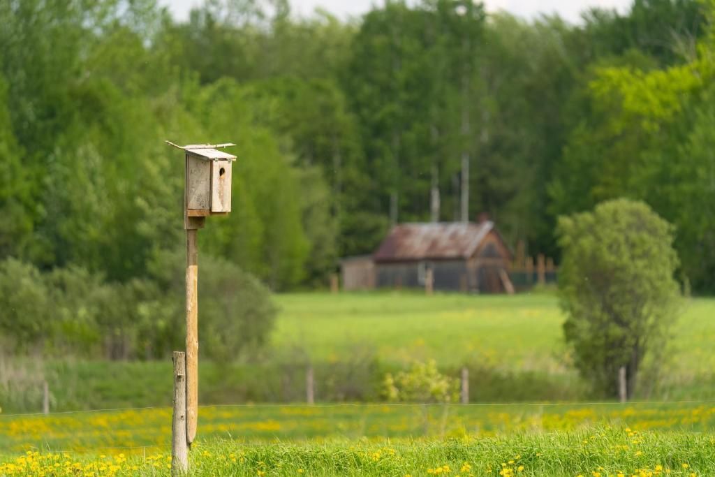 Vogelhuisje op een houten paal in een groene weide met bomen en een klein hutje op de achtergrond.
