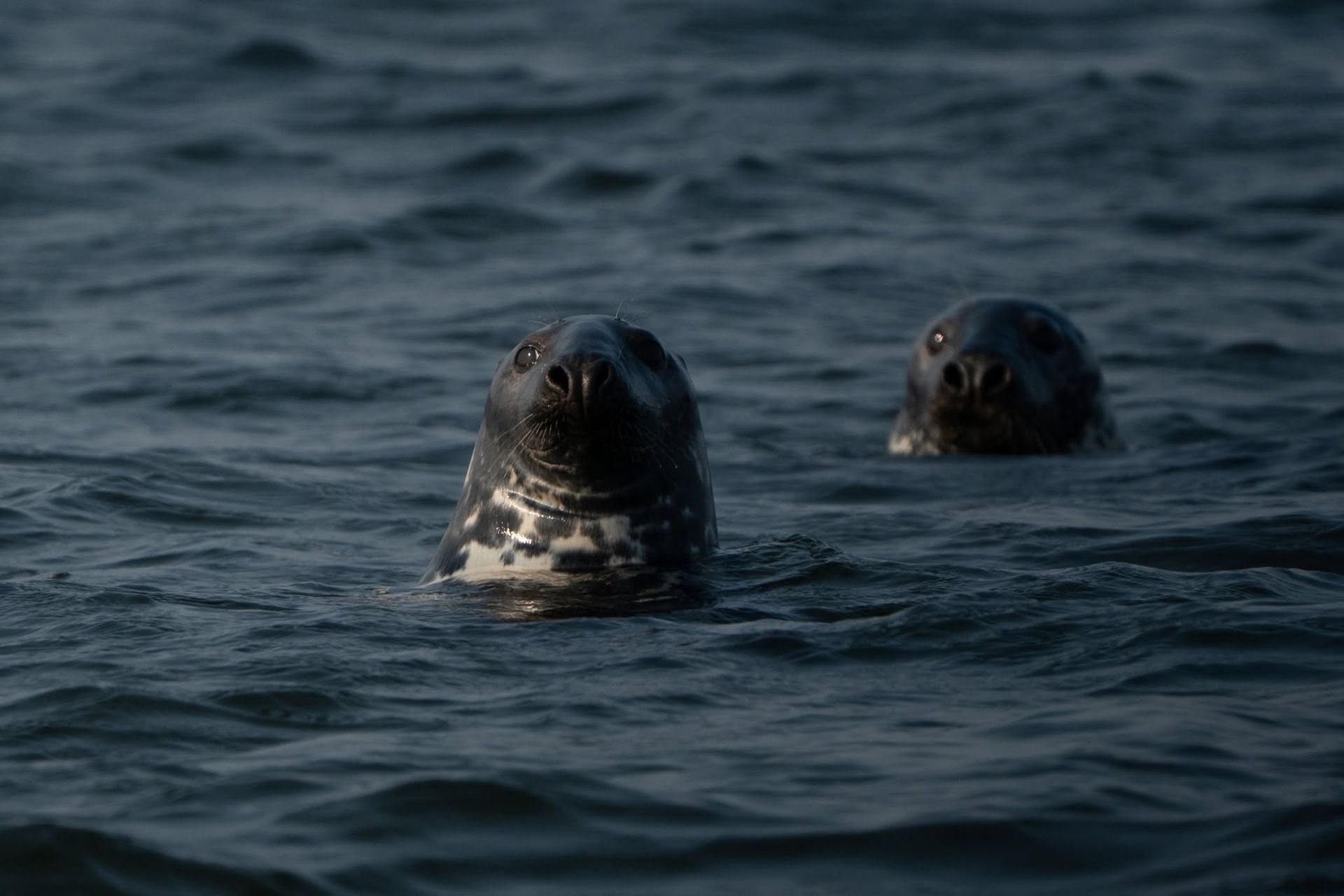 Twee zeehonden dobberen in het donkere oceaanwater.