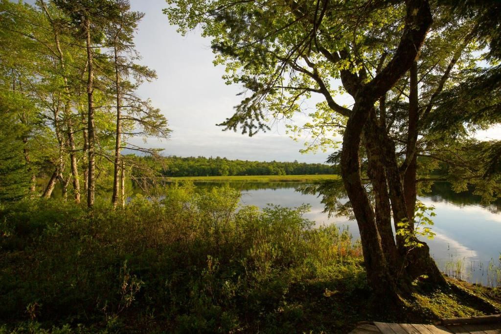 Een bosrijk uitzicht op het meer met zonovergoten bomen, hoog gras en kalm water onder een heldere hemel.