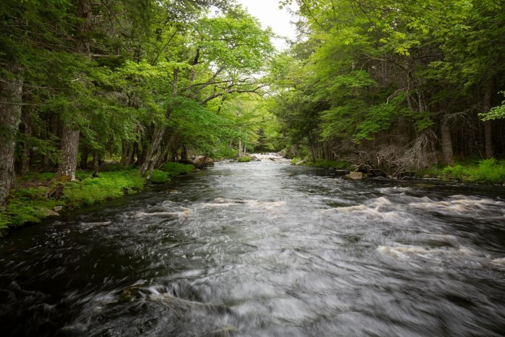 Een snelstromende rivier die door een dicht groen bos stroomt.