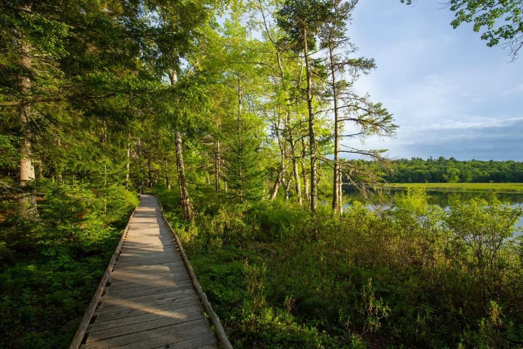 Een houten vlonderpad loopt door weelderige groene bomen langs een rustig moeras onder een heldere hemel.