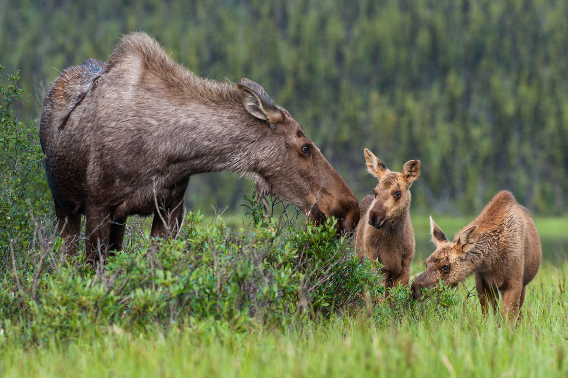 Een eland en twee kalfjes in in Yukon in een grasrijke weide, waarbij een van de kalfjes tegen het volwassen dier aan snuffelt