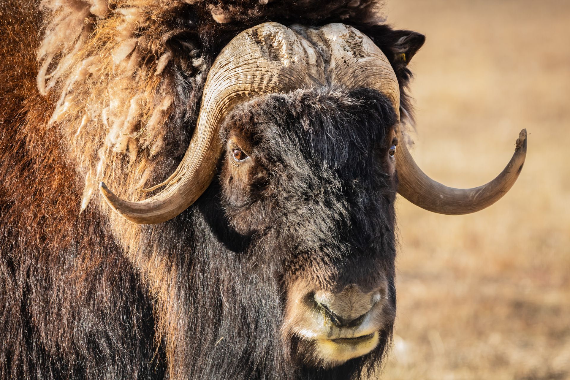 Close-up van een muskusos in Whitehorse,Yukon, met gebogen hoorns in een droog grasveld