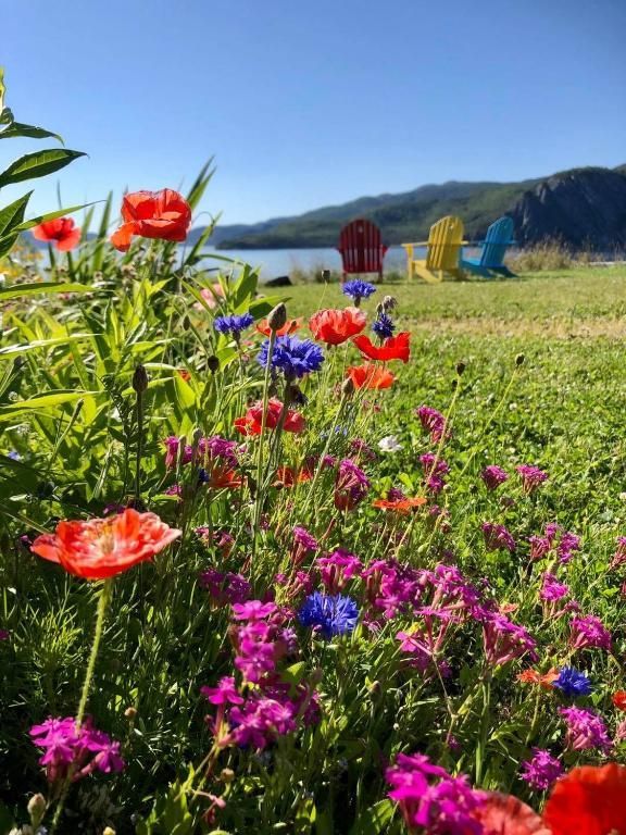 Kleurrijke wilde bloemen bloeien in een zonnige weide met heuvels en een blauwe lucht op de achtergrond.