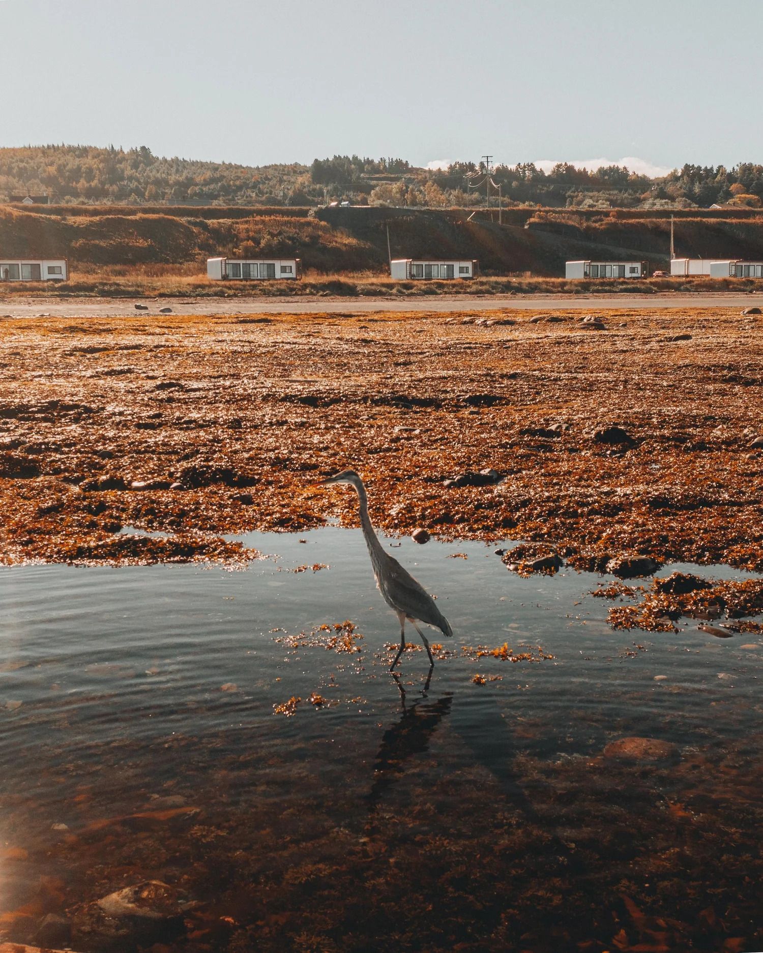 Een vogel staat in het ondiepe water op een met zeewier bedekte kust bij zonsondergang, met hutten op de duinen in de verte.