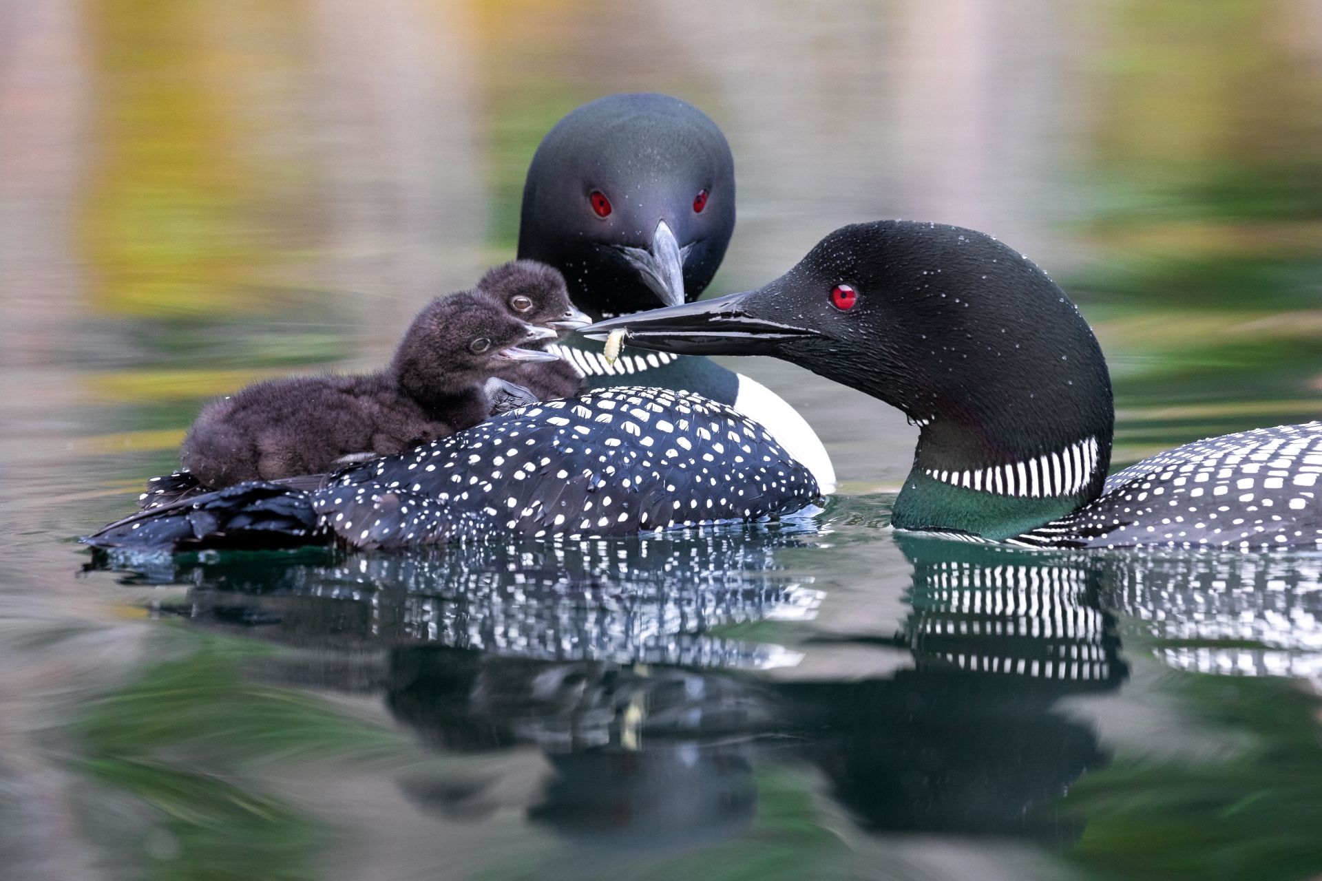 Twee parelduikers op rustig water in Yukon, met een jong dat op de rug van een van de volwassen vogels meerijdt