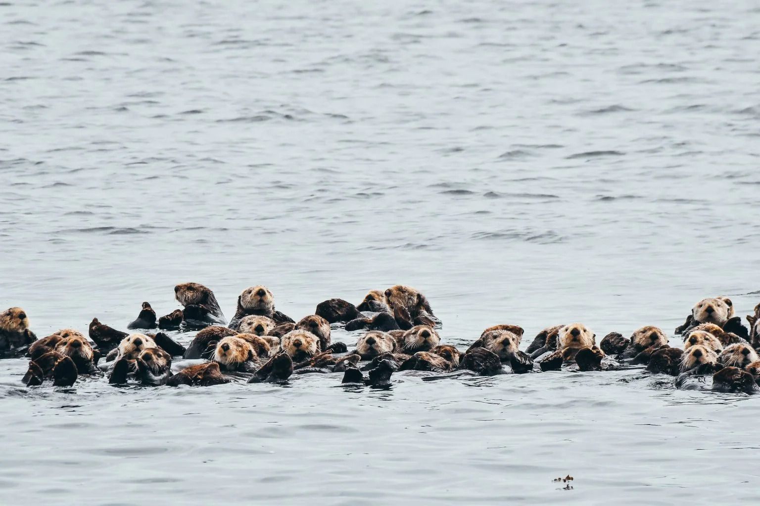 Een groep zeeotters in Canada drijft samen op kalm, grijs water.