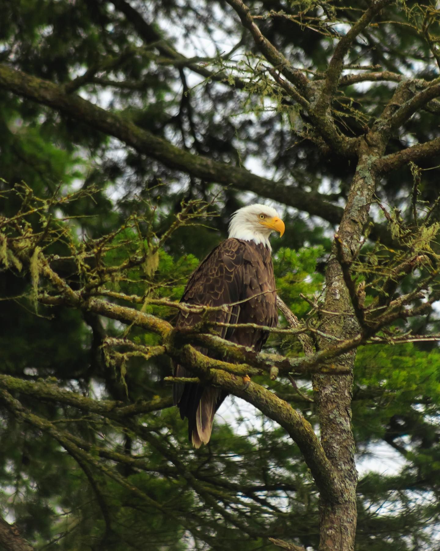 Een Amerikaanse zeearend in Canada zit tussen de met mos begroeide takken van een boom in een bos.