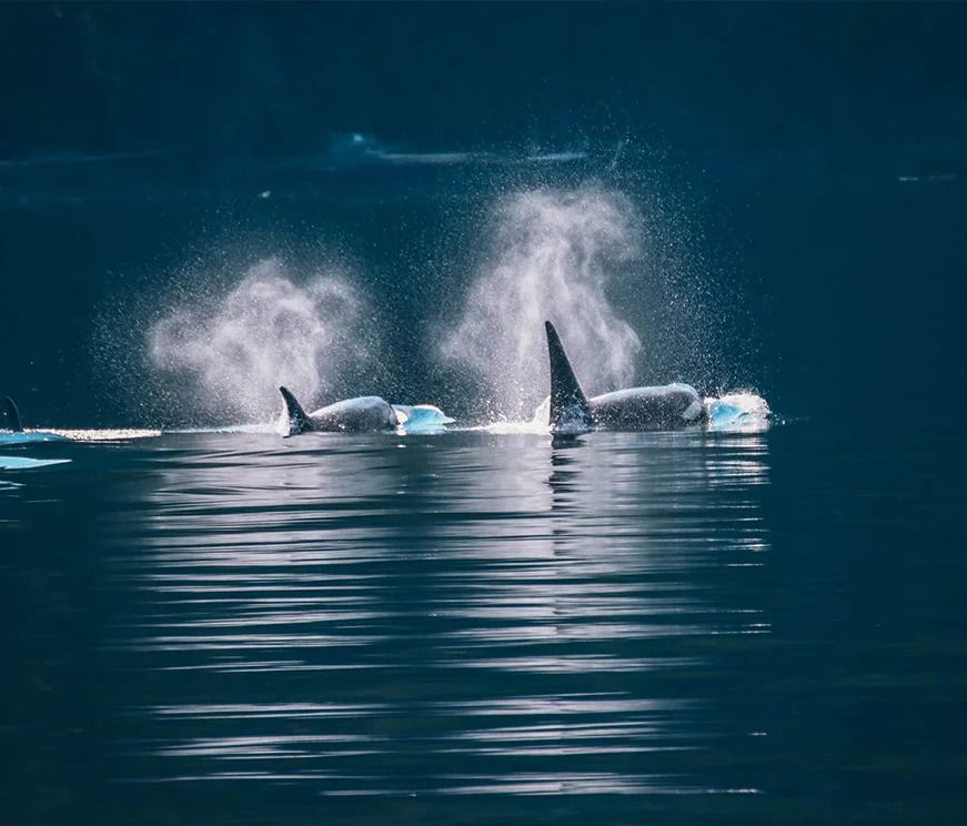 Twee orka's in Canada komen boven water in donkerblauw water, met mist die opstijgt uit hun blaasgaten.