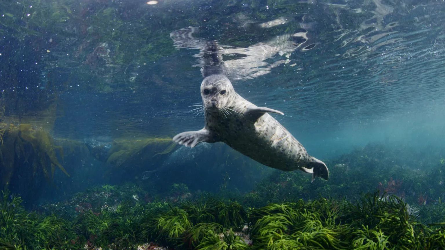 Een zeehond in Canada zwemt onder water in een heldere blauwgroene zee boven weelderig zeewier.