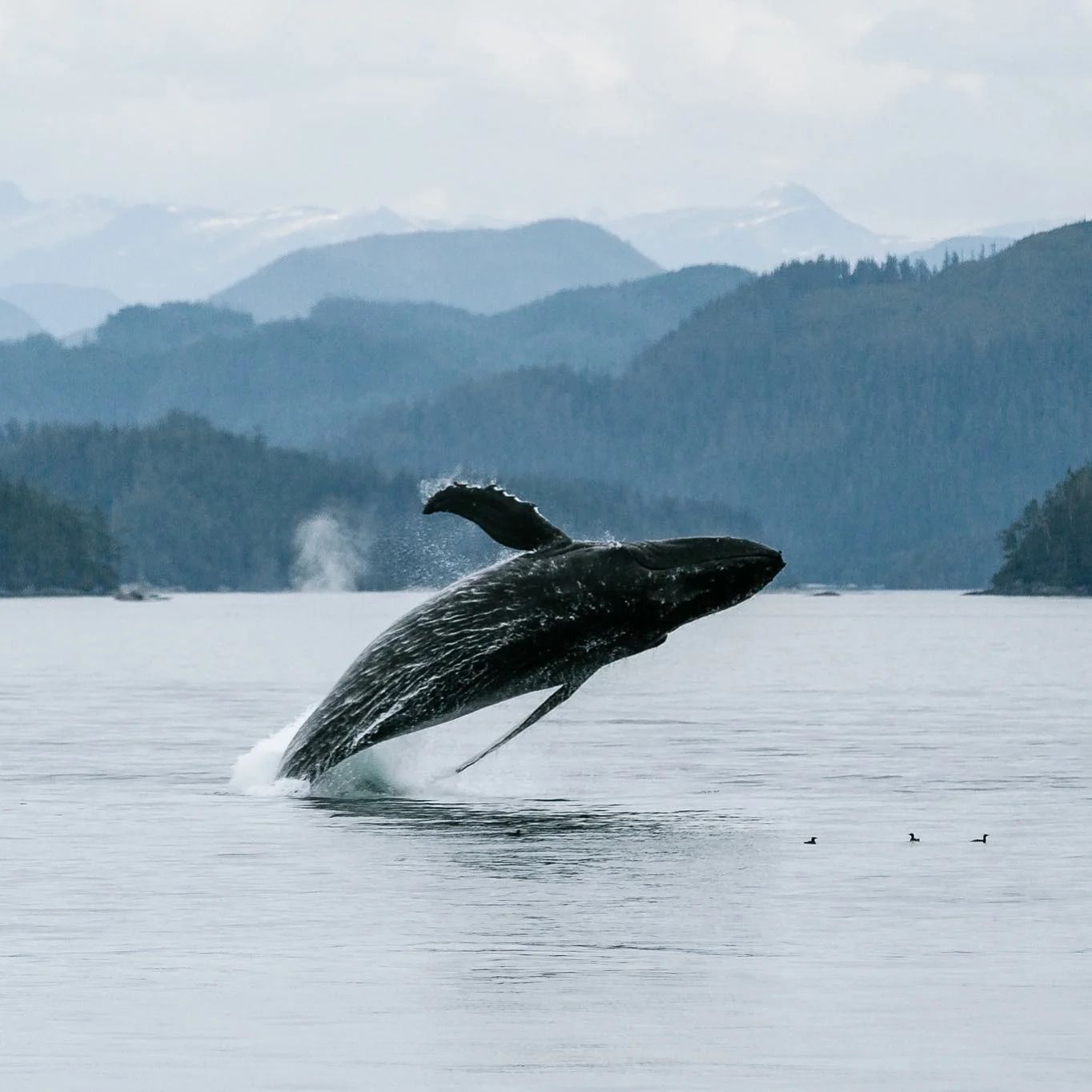 Een bultrugwalvis springt in Canada uit het water in een kalme, grijsblauwe baai met mistige bergen op de achtergrond.
