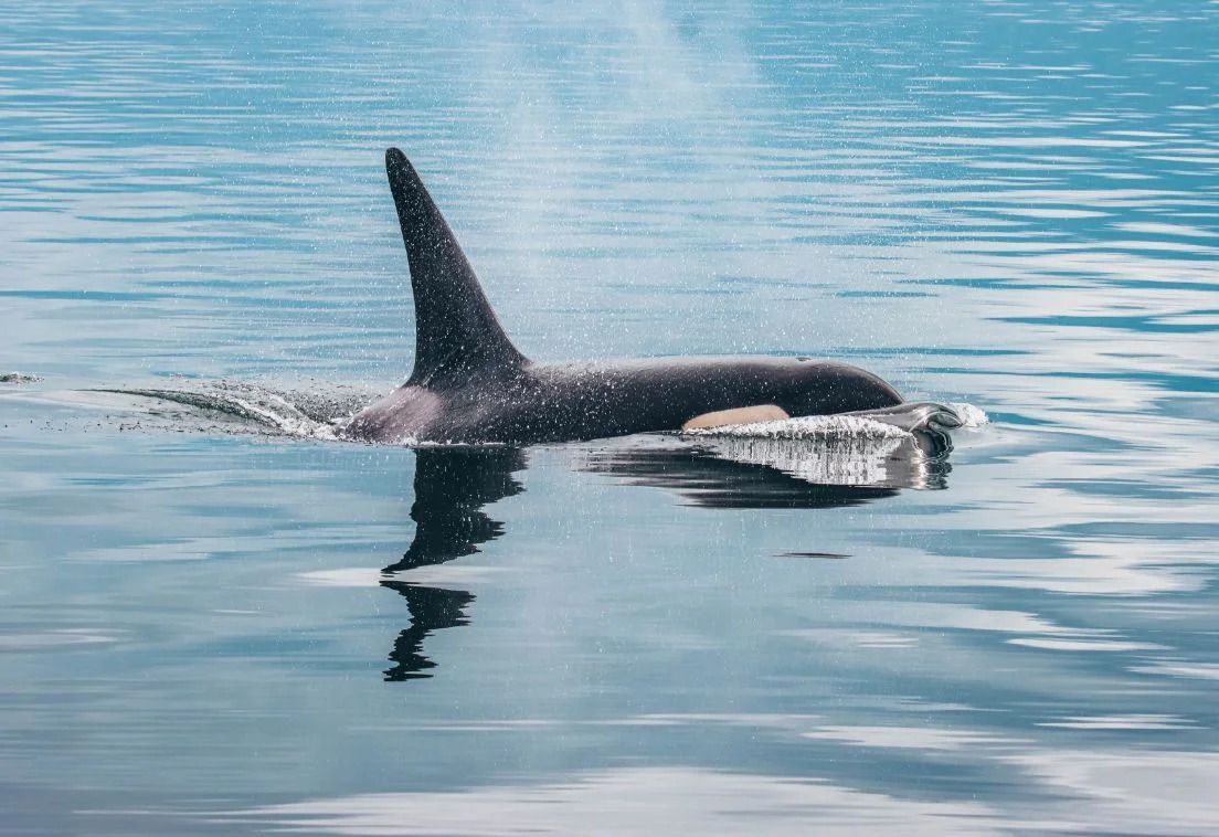 Een orka komt in Canada boven water in het kalme blauwe water, waarbij de rugvin en de spetters zichtbaar zijn.
