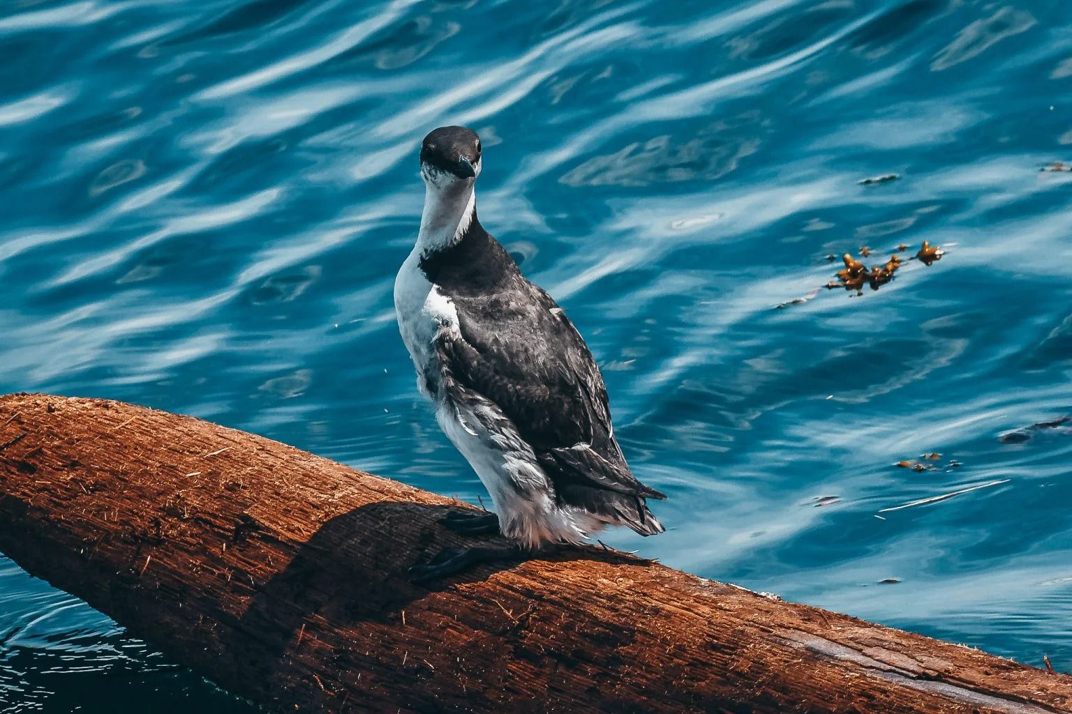 Een zeevogel in Canada staat op een roestkleurige rots naast het blauwe oceaanwater.