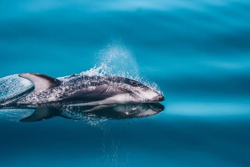 Een grijze dolfijn in Canada zwemt door helderblauw water en spettert aan de oppervlakte.