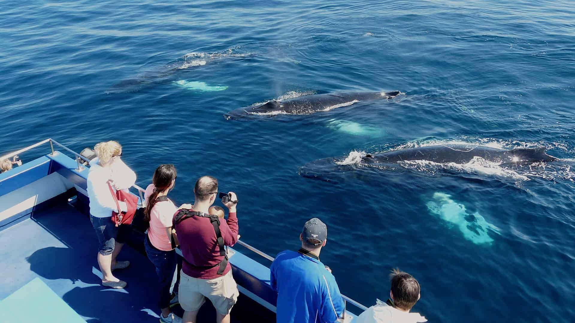 Mensen op een boot kijken naar drie walvissen die bovenkomen in het blauwe oceaanwater voor de kust van Newfoundland.