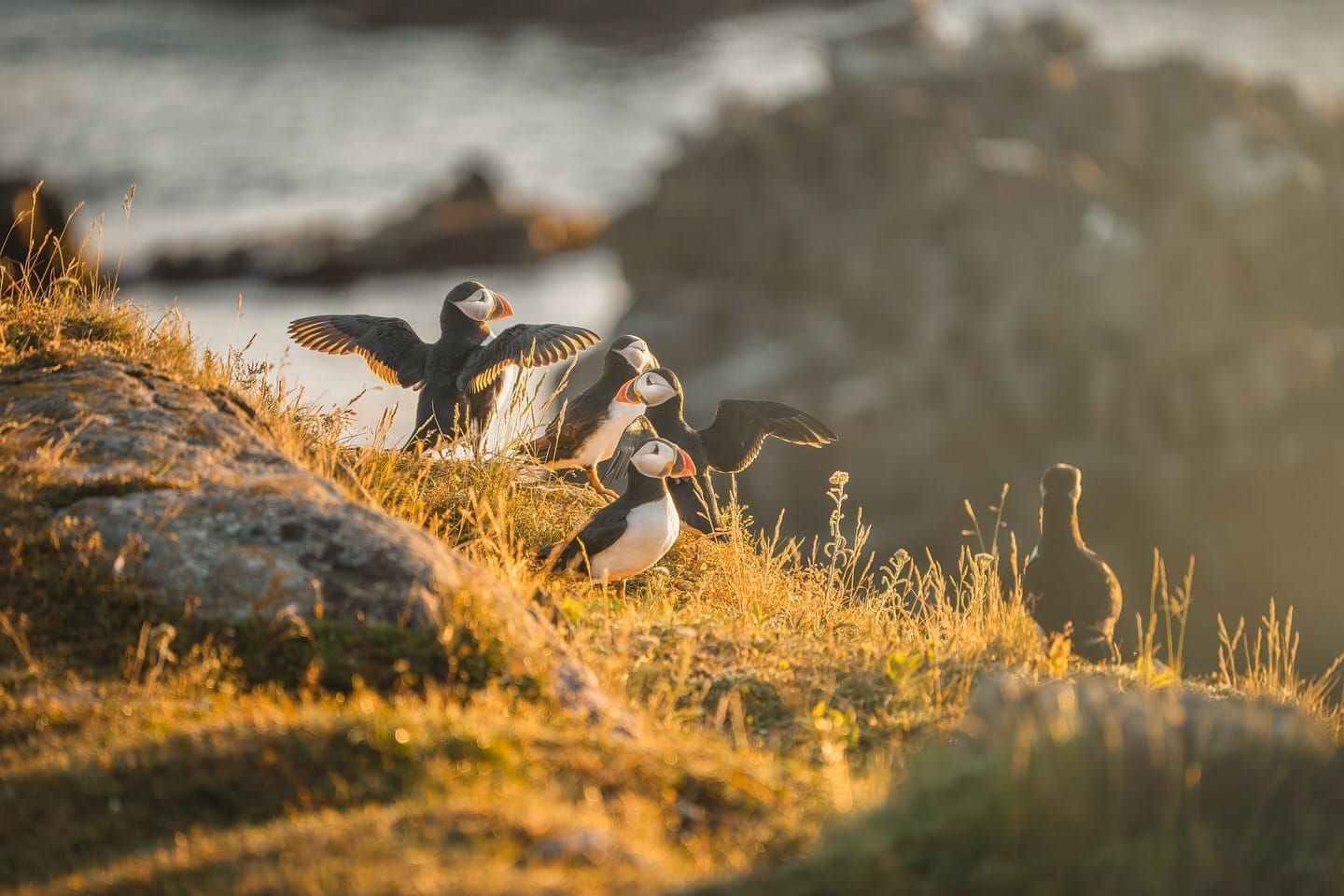 Drie papegaaiduikers in Newfoundland staan ​​op een zonovergoten, met gras begroeide klif bij zonsondergang.