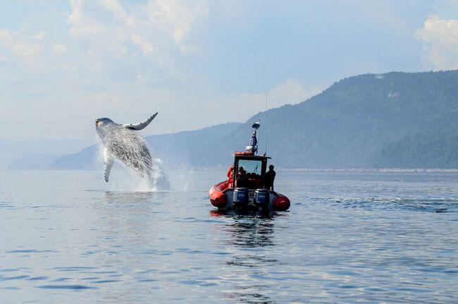 Een walvis springt uit het water naast een klein rood bootje op kalm water met bergen op de achtergrond.