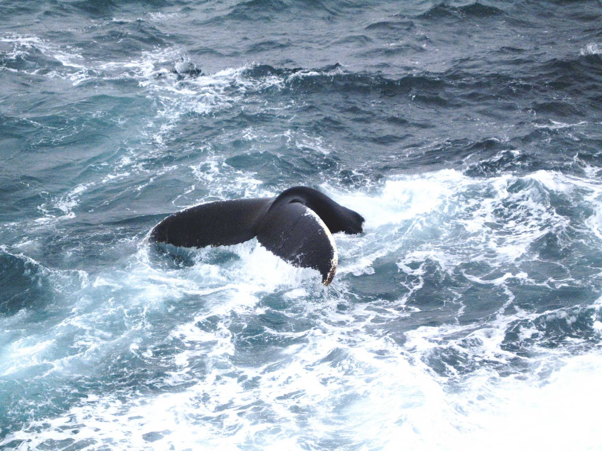 Een donkere walvisstaart boven kolkende blauwe oceaangolven met wit schuim dat eromheen spat.