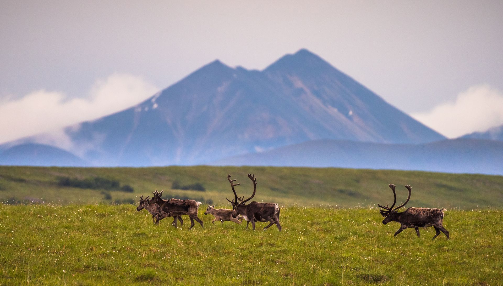 Kariboes in het noorden van Yukon die grazen in een groene weide, met mistige bergen op de achtergrond