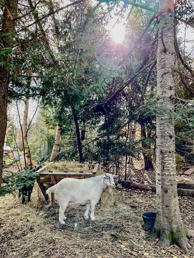 Een witte geit staat op een open plek in het bos naast een boomstronk en een zwarte emmer; zonlicht filtert door de takken.