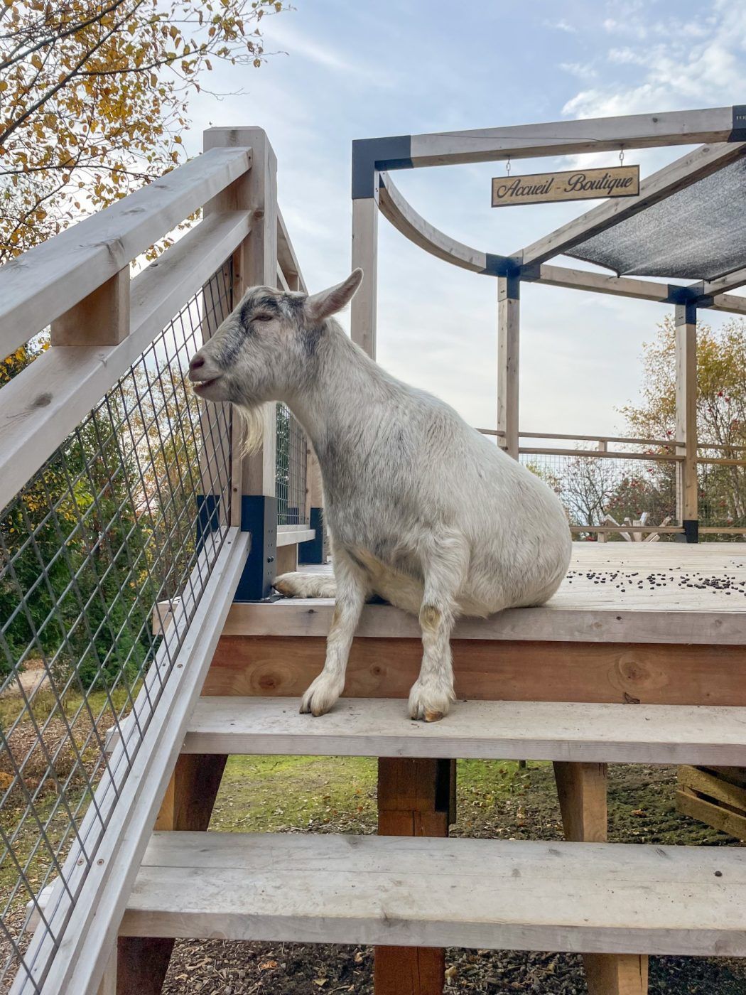 Witte geit zit op houten treden naast een hek onder een blauwe hemel.