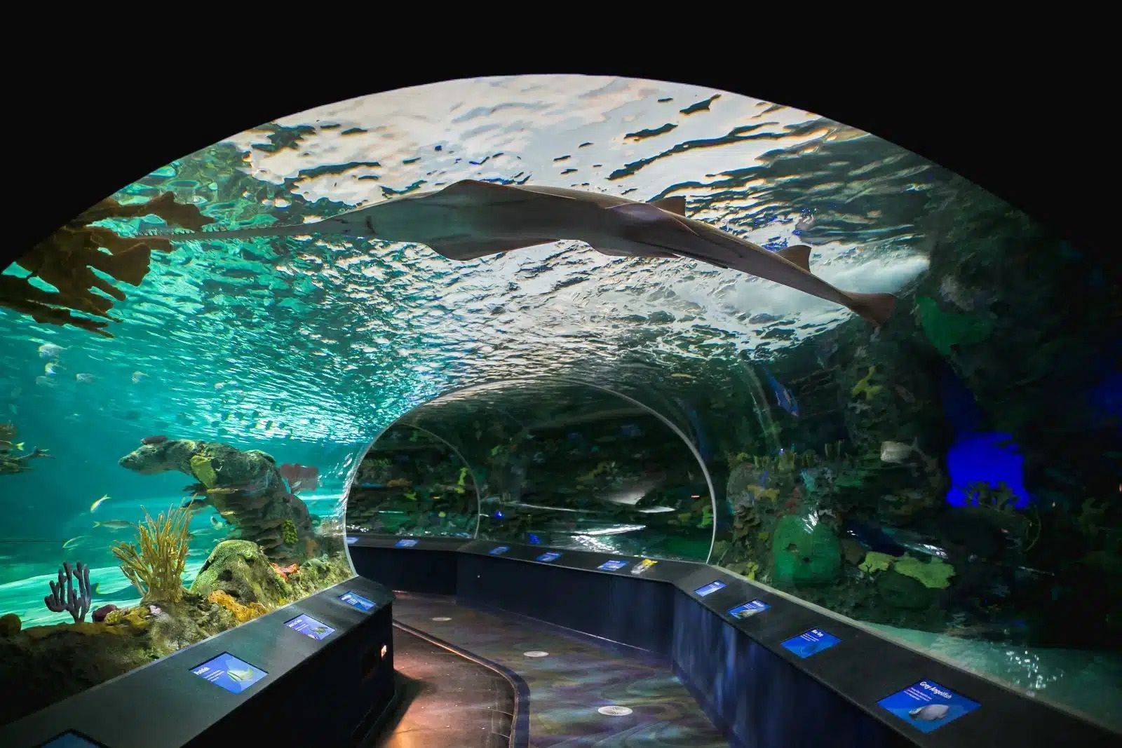 Aquariumtunnel met gebogen glazen wanden, blauwgroen water erboven en verlichte beeldschermen langs de looproute.