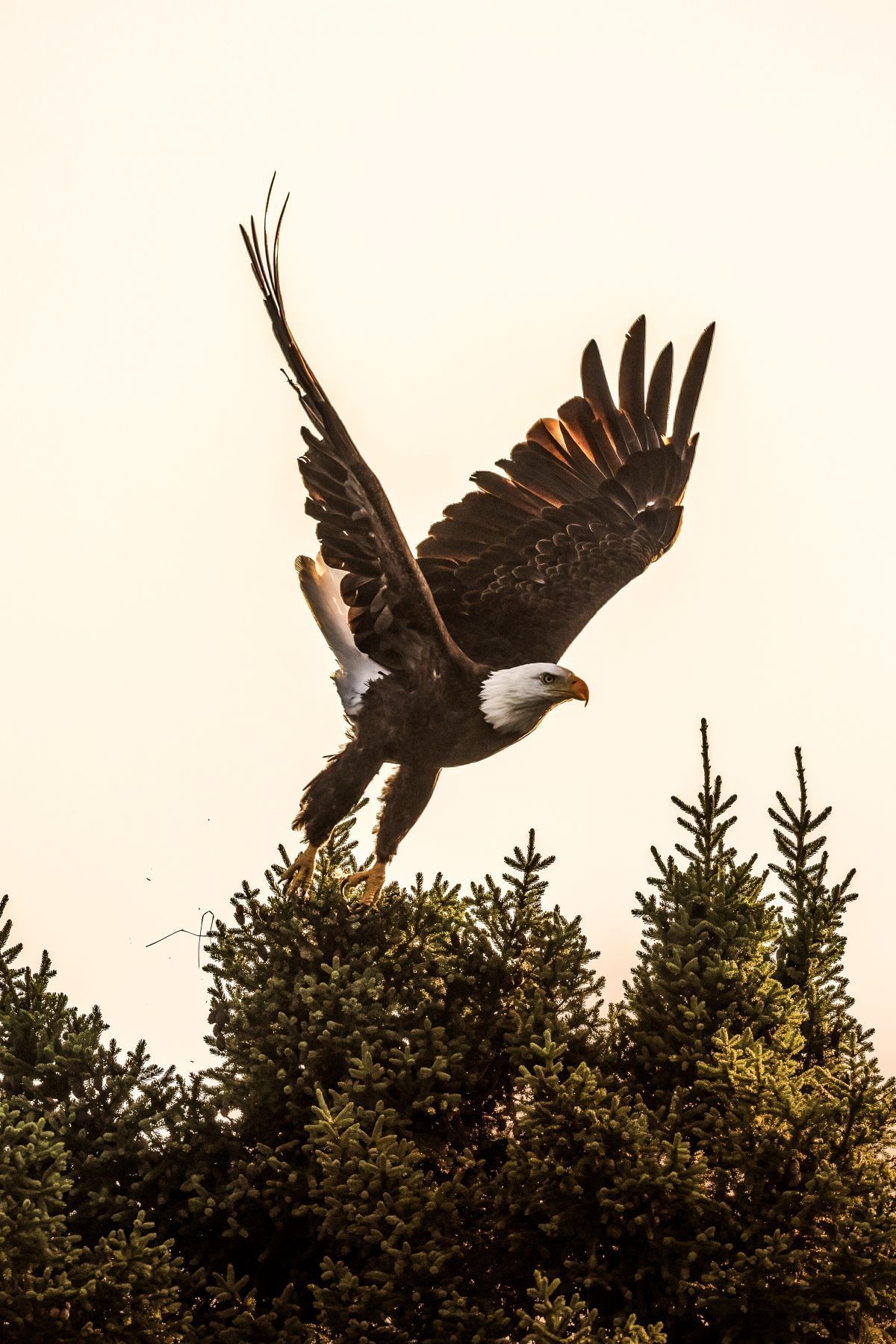 Een Amerikaanse zeearend in Canada landt bij zonsondergang op de toppen van groenblijvende bomen met wijd gespreide vleugels.