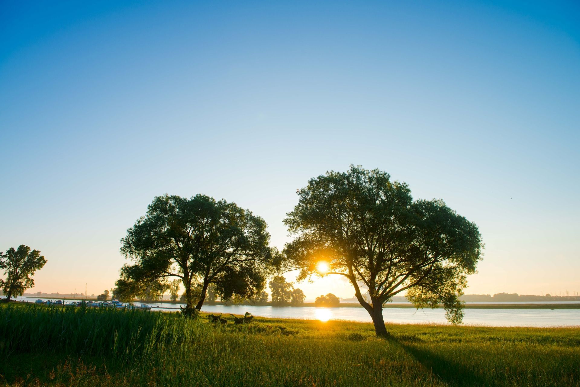 Zonlicht schijnt door twee bomen in een grasveld vlakbij de St. Lawrence River in Canadar bij zonsopgang.
