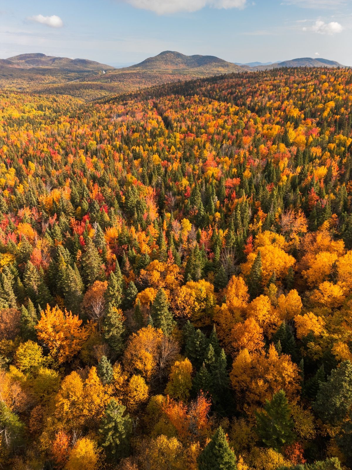 Het herfstbos in Quebec, Canada, met zijn dichte bladerdak, gevuld met feloranje, gele en groene bomen, ligt aan de voet van verre heuvels.