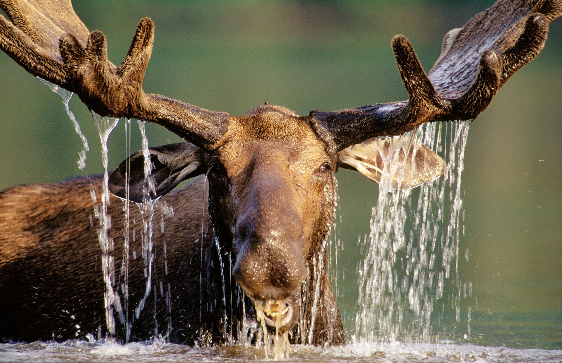 Een eland staat in Quebec, Canada, het water met zijn gewei gespreid, het water stroomt van zijn gezicht en gewei af.