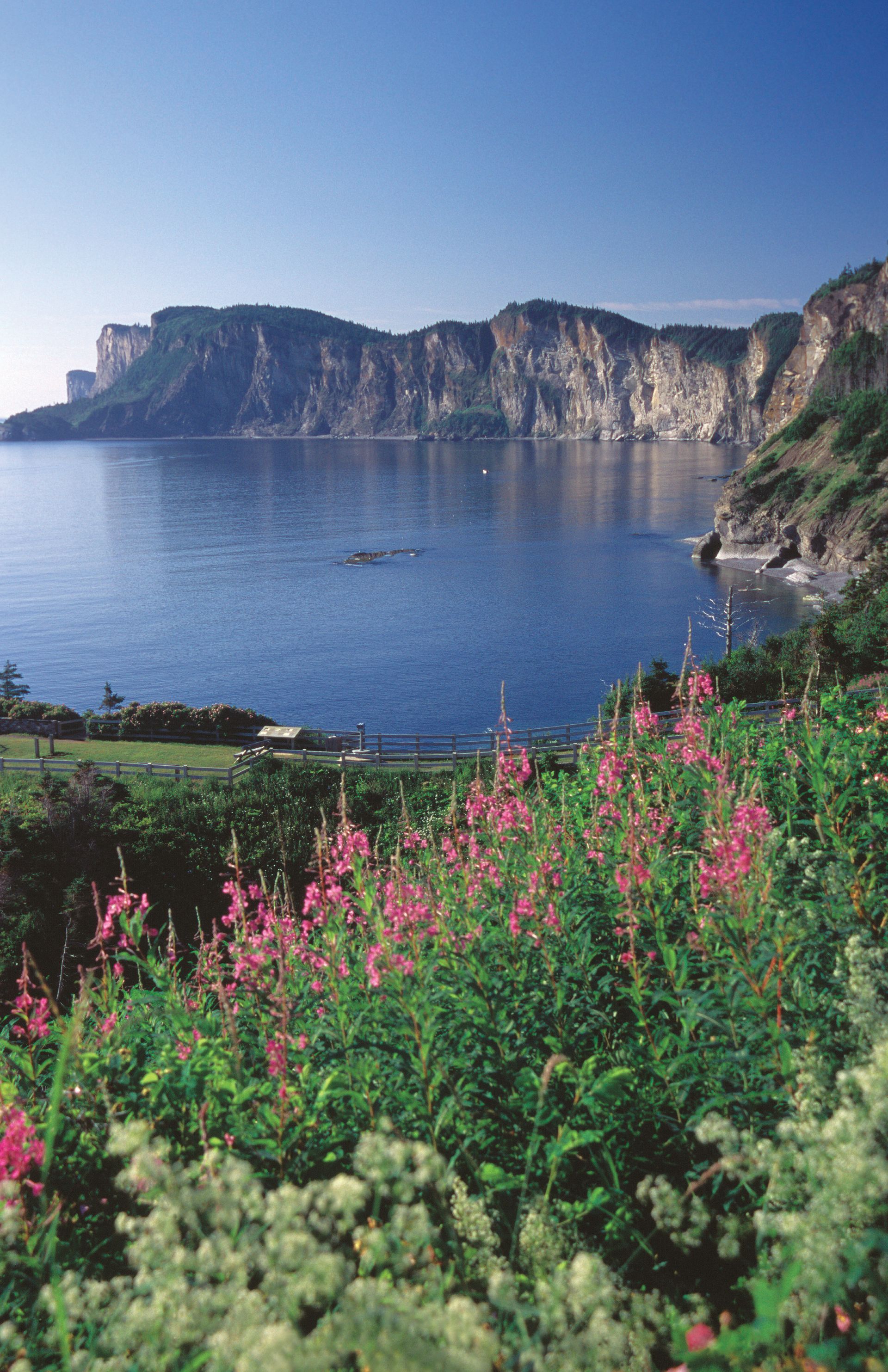 Een baai in het Forillon National Park in Quebec, Canada, omzoomd door kliffen met kalm blauw water en roze wilde bloemen op de voorgrond.