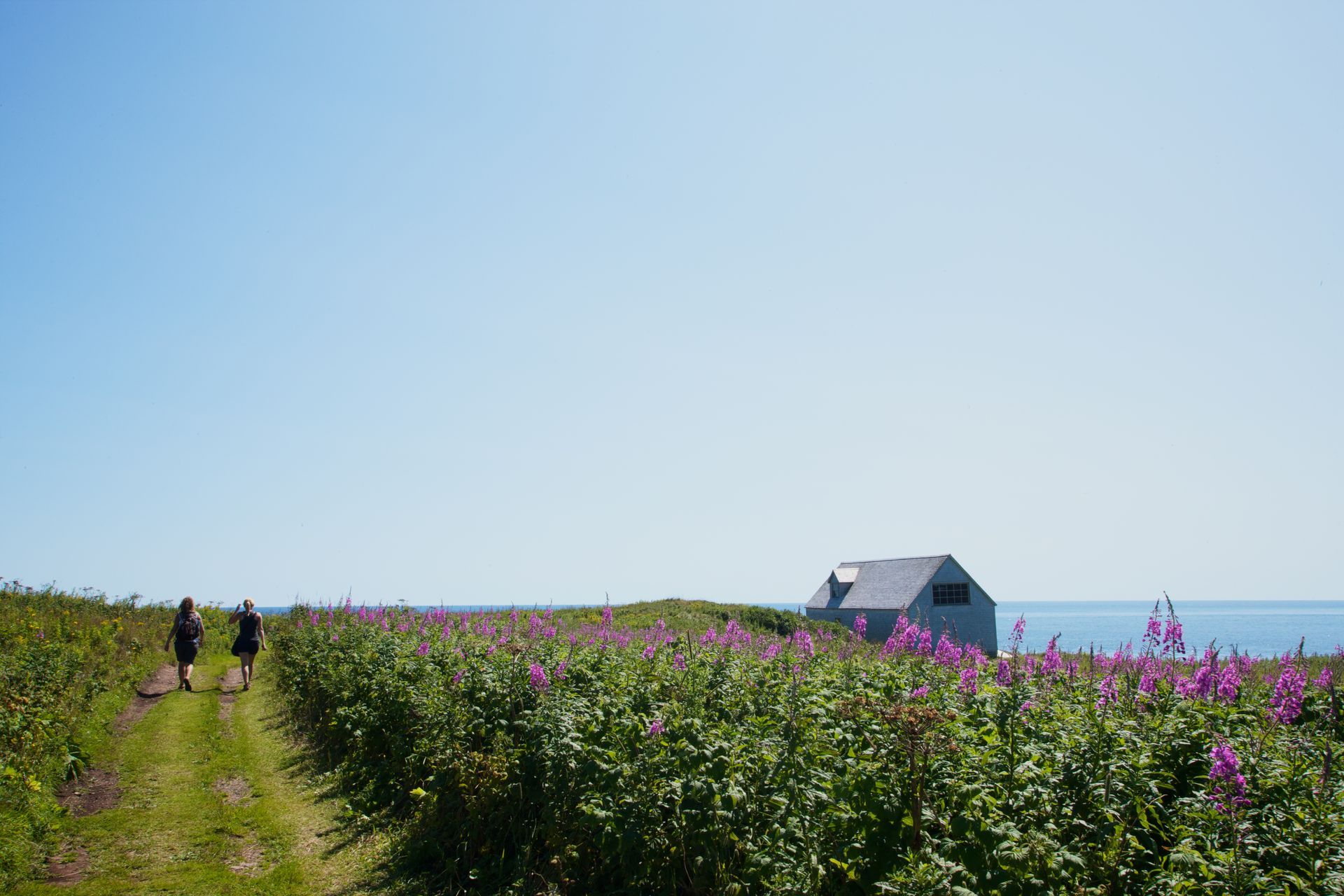 Een veld met wilde bloemen aan zee in het Forillon National Park in Quebec, Canada,, met twee wandelende mensen en een klein huisje in de verte.