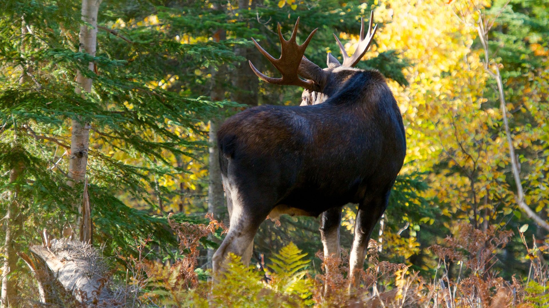 Een eland staat in een zonovergoten bos met groen en herfstkleurig gebladerte in Quebec, Canada.
