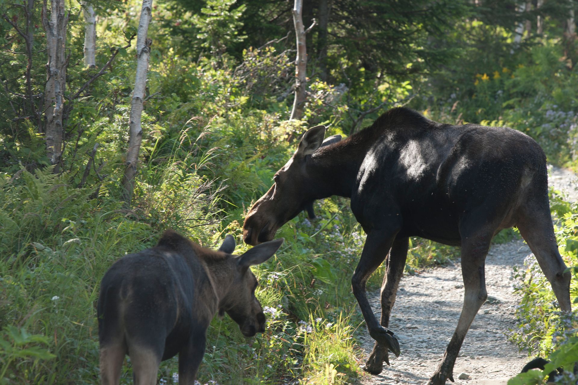 Twee elanden staan tegenover elkaar op een bospad, omringd door bomen en groen in het Parc national de la Gaspésie te Quebec, Canada.